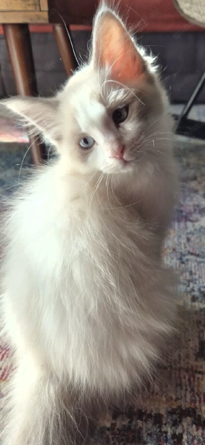 süßes Siam Mix Mädchen sucht