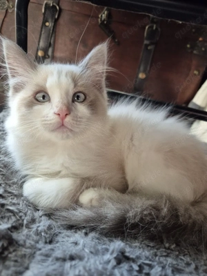 süßes siam mix kitten, Katerchen sucht sein neues zuhause