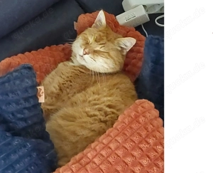 verschmuster Mix-Kater   Katze 16 J. männl. topfit in liebe volle Hände abzugeben