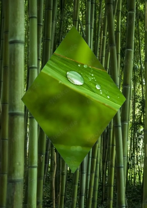 Biete  Bambus - Pflanzen, Wurzelware zum Verkauf  10 