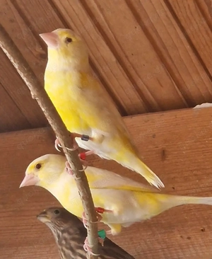 Grünfinken Pärchen 