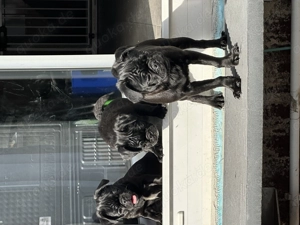 Bildhübsche Mopswelpen 