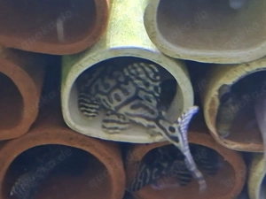 L236 Wels Zuchtgruppe