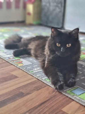 Kater sucht neues liebevolles  zuhause 