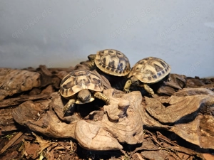 Griechische Landschildkröten (Testudo hermanni)