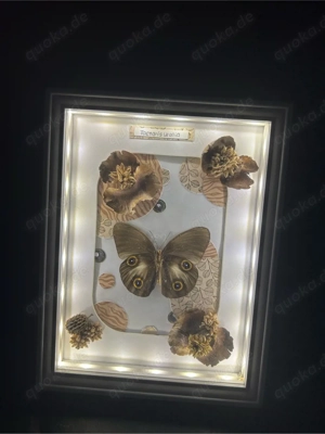 Beleuchteter Bilderrahmen mit Owl Butterfly - Dekoration, Unikat 