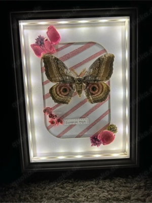 Beleuchteter Gynanisa maya Schmetterling - Dekoration, Unikat