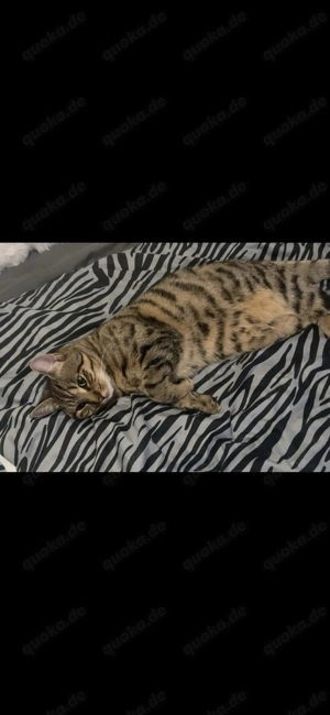 Schweren Herzen Süße 1-jährige Katze abzugeben.