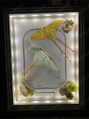 Beleuchtetes Actias dubernardi Pärchen - Dekoration, Unikat