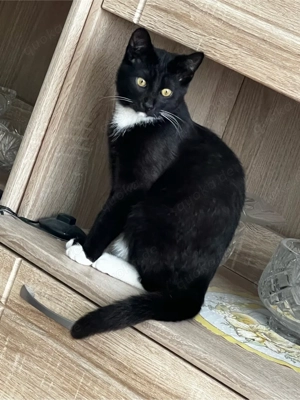 **RESERVIERT**       Süßer Kater sucht ein liebevolles Zuhause   