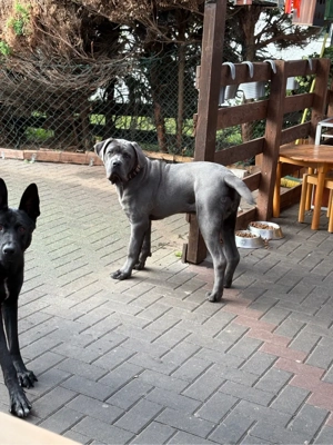 Cane corso 