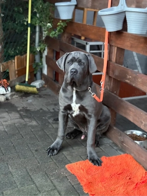Cane corso 