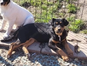 GEO - sucht sein Für-immer-Zuhause (wartet in Rumänien)