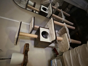 DRIIINGEND!!!Zwei Wundervolle und wunderschöne Katzen suchen ein Zuhause für immer  Bild 4