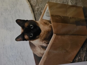 DRIIINGEND!!!Zwei Wundervolle und wunderschöne Katzen suchen ein Zuhause für immer  Bild 2