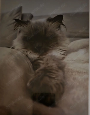 DRIIINGEND!!!Zwei Wundervolle und wunderschöne Katzen suchen ein Zuhause für immer  Bild 3