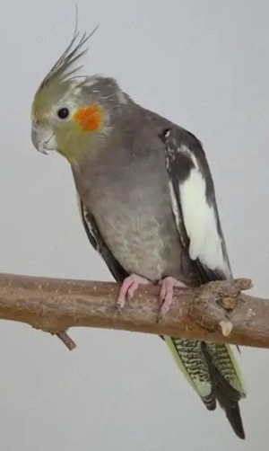 Nymphensittich  Weib  12 Wochen 