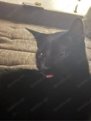 Eine liebe Katze abzugeben