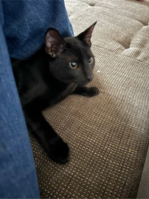 Eine liebe Katze abzugeben