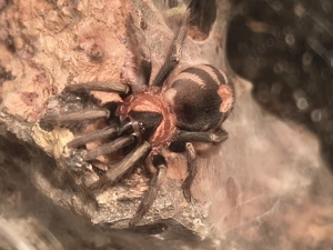 0,0,1 Cyriocosmus elegans zum Abholen