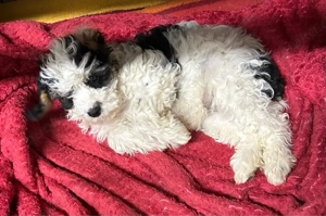 Dieser süße Cavapoo f1 Rüde sucht noch eine liebe Familie. Bild 4