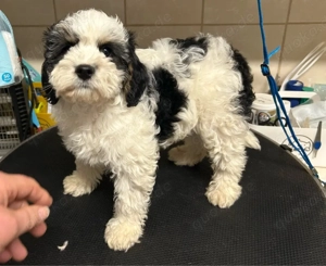 Dieser süße Cavapoo f1 Rüde sucht noch eine liebe Familie. Bild 3