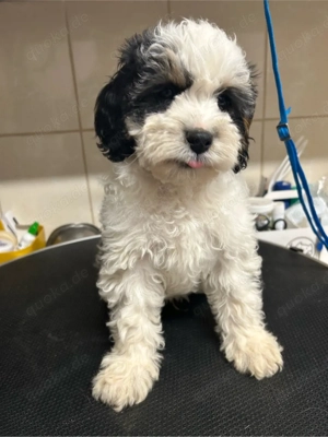 Dieser süße Cavapoo f1 Rüde sucht noch eine liebe Familie. Bild 7