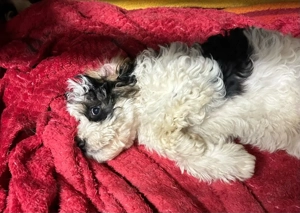 Dieser süße Cavapoo f1 Rüde sucht noch eine liebe Familie. Bild 5