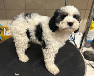 Dieser süße Cavapoo f1 Rüde sucht noch eine liebe Familie. Bild 6