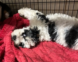 Dieser süße Cavapoo f1 Rüde sucht noch eine liebe Familie. Bild 2