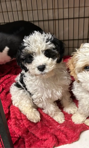 Noch 1 Cavapoo f1 Rüde sucht liebevolles Zuhause ..