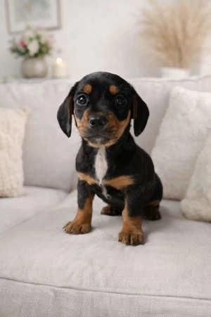 wunderschöne zwergdackel welpen 