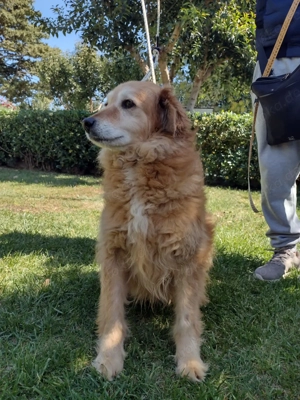 Giacco - Ein Herz aus Gold   ruhig, dankbar, sanft! Bild 2