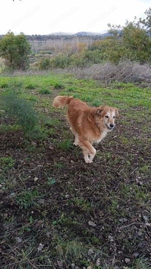 Giacco - Ein Herz aus Gold   ruhig, dankbar, sanft! Bild 6