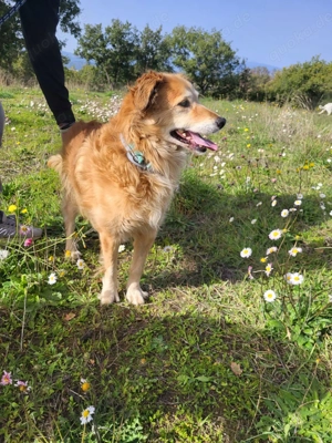 Giacco - Ein Herz aus Gold   ruhig, dankbar, sanft! Bild 5