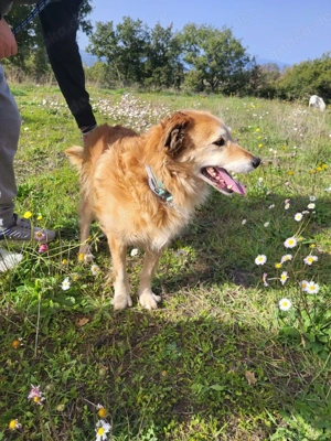 Giacco - Ein Herz aus Gold   ruhig, dankbar, sanft! Bild 4