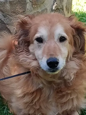 Giacco - Ein Herz aus Gold   ruhig, dankbar, sanft! Bild 3