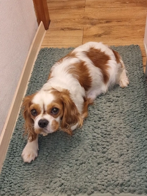 Dieser süße Cavapoo f1 Rüde sucht noch eine liebe Familie. Bild 8