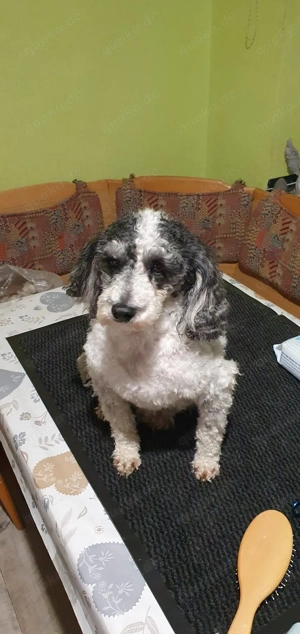 Dieser süße Cavapoo f1 Rüde sucht noch eine liebe Familie. Bild 9