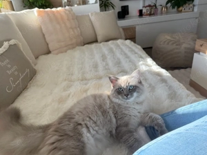 Liebevoller Ragdoll Deckkater 