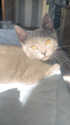 Britischkurzhaar (mix) Zwillinge kater