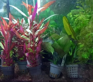 Aquariumpflanzen frisch eingetroffen