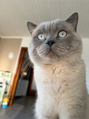 Deckkater Blue Point