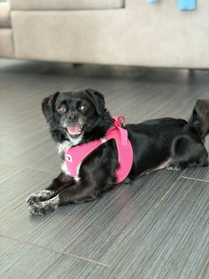 Greta, kleines Herz sucht großen Platz im Leben