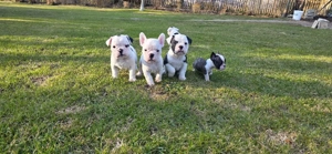  Dürfen ab sofort reserviert werden New English Bulldog 