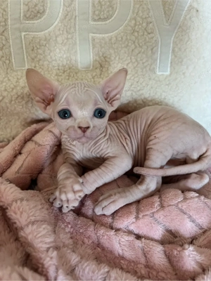 Canadian Sphynx zwei Jungs