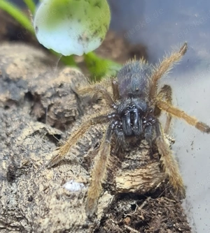 Ornithoctoninae vietnam silver 