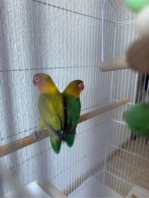 Phirsich Köpfchen mit Käfig 