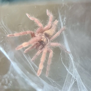 Neoholothele incei gold