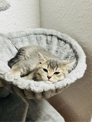 3 süße BKH Katzen